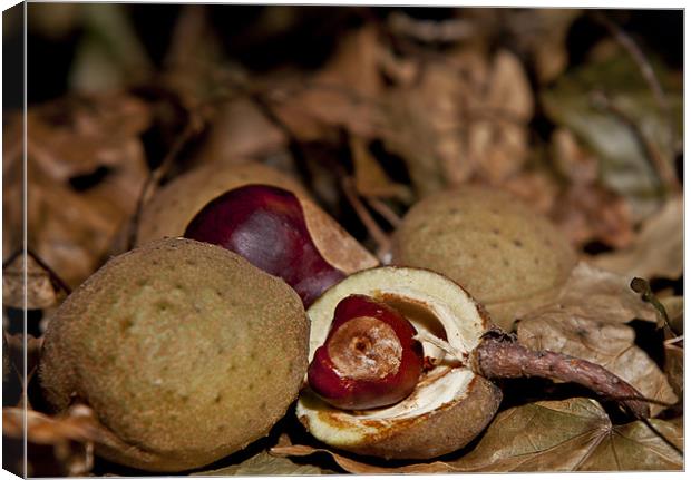 Autumn Conkers on leaves Canvas Print by Dave Frost
