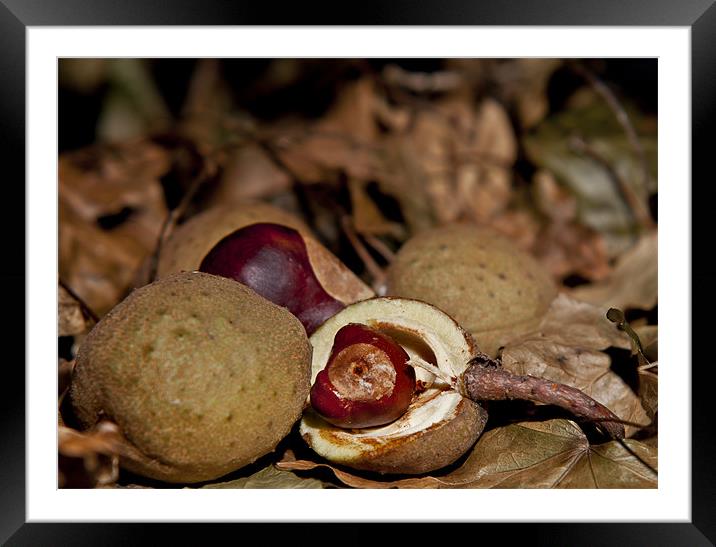 Autumn Conkers on leaves Framed Mounted Print by Dave Frost