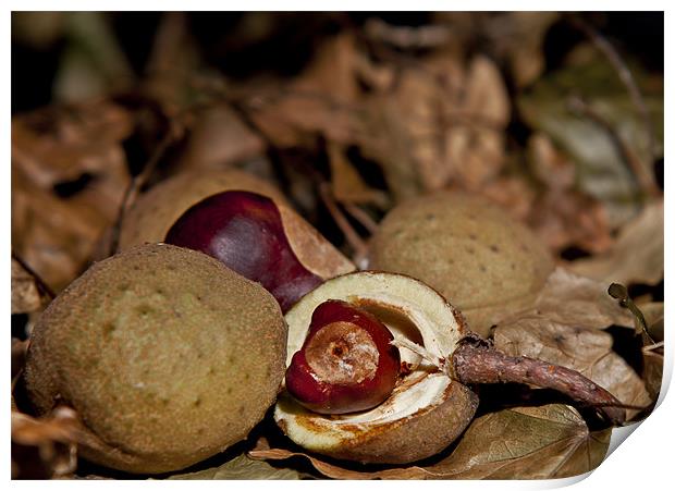 Autumn Conkers on leaves Print by Dave Frost