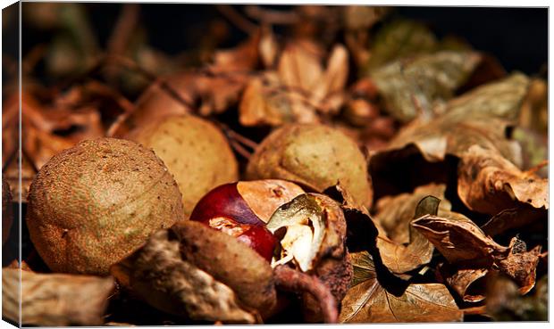 Autumn colours, leaves and conkers Canvas Print by Dave Frost