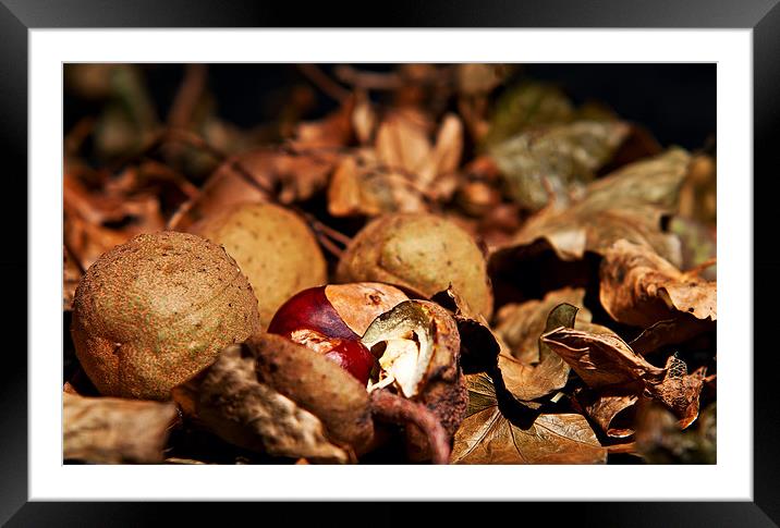 Autumn colours, leaves and conkers Framed Mounted Print by Dave Frost