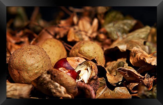 Autumn colours, leaves and conkers Framed Print by Dave Frost