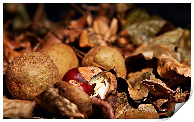 Autumn colours, leaves and conkers Print by Dave Frost