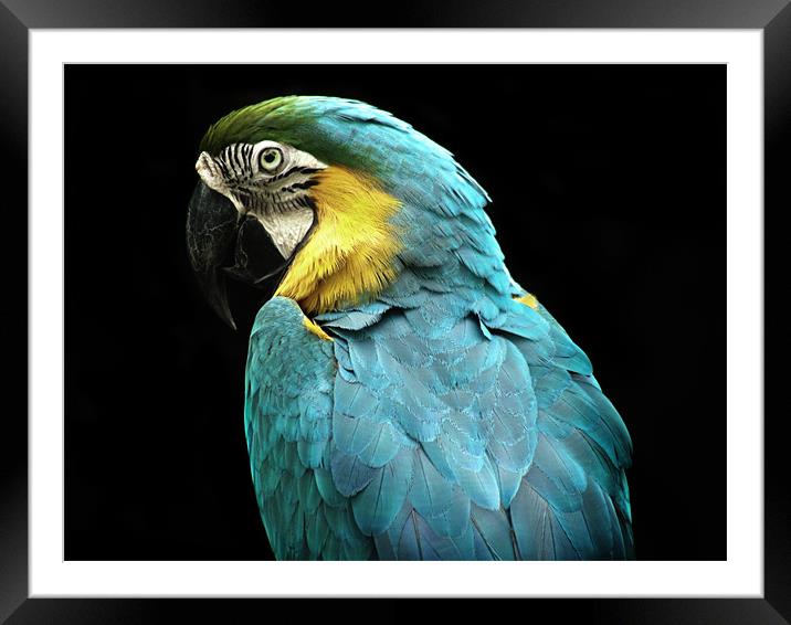 Parrot Framed Mounted Print by Mary Lane