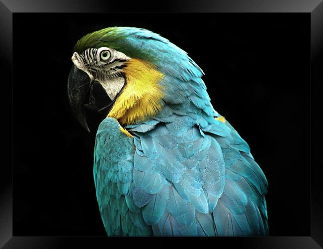 Parrot Framed Print by Mary Lane
