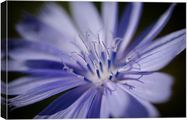 Chicory Canvas Print by Mary Lane