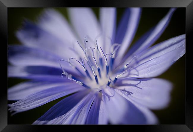 Chicory Framed Print by Mary Lane