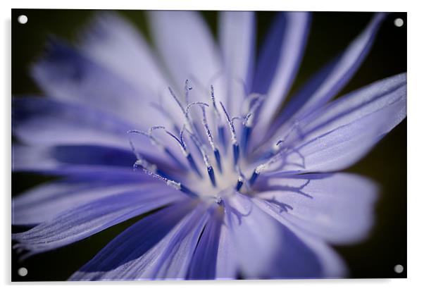 Chicory Acrylic by Mary Lane