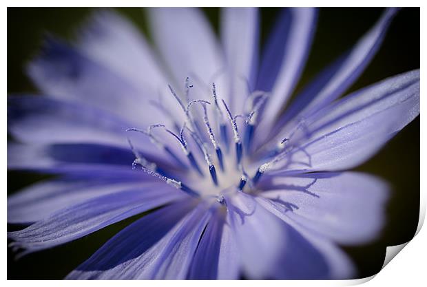 Chicory Print by Mary Lane