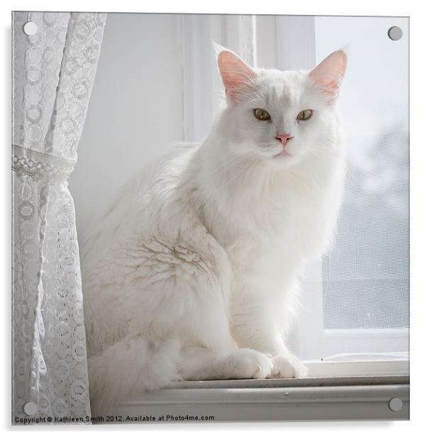 White cat on windowsill Acrylic by Kathleen Smith (kbhsphoto)