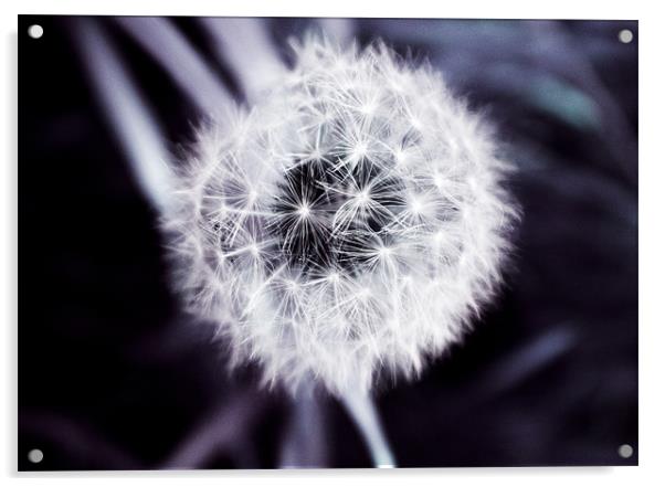 'Clock flower' bud Acrylic by Thomas Lynch