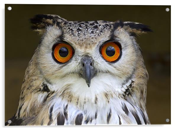 Bengal Eagle Owl Acrylic by Mike Gorton