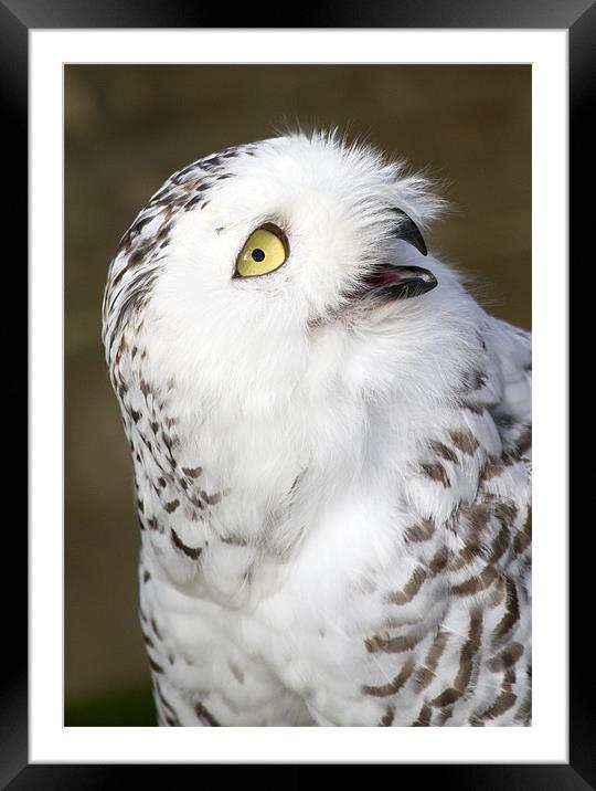 Snowy Owl Framed Mounted Print by Mike Gorton