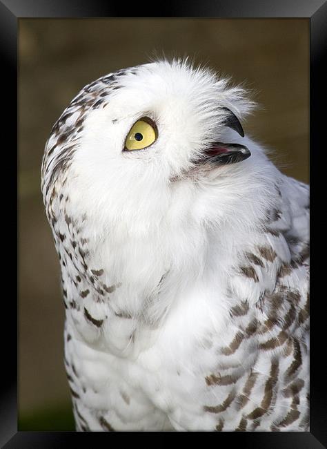 Snowy Owl Framed Print by Mike Gorton