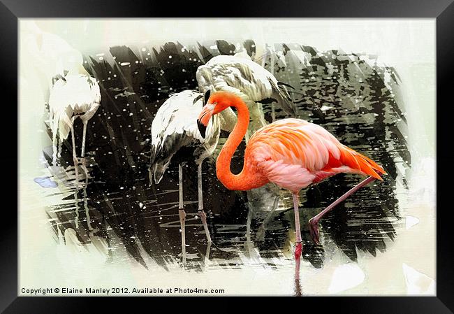 Standing Out Framed Print by Elaine Manley