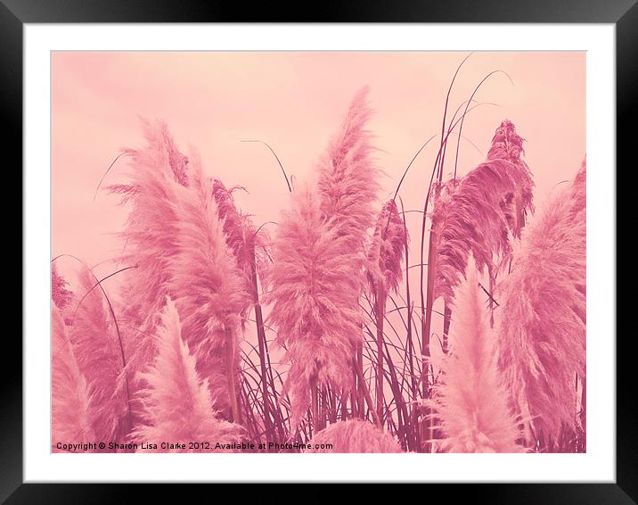 Pampas pink Framed Mounted Print by Sharon Lisa Clarke
