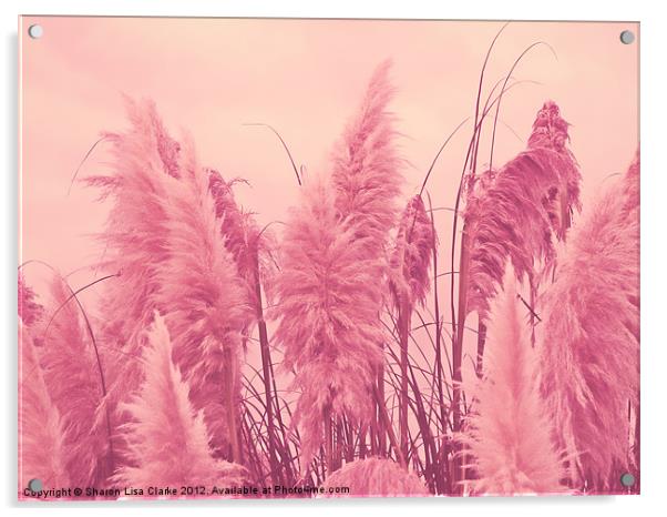 Pampas pink Acrylic by Sharon Lisa Clarke