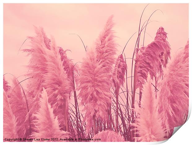 Pampas pink Print by Sharon Lisa Clarke