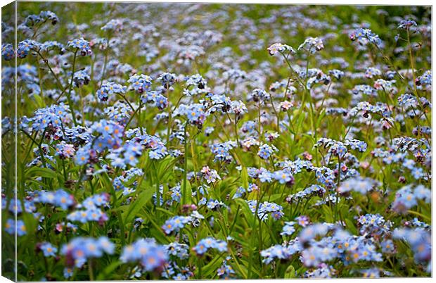 Forget me Not Canvas Print by Scott  Paul