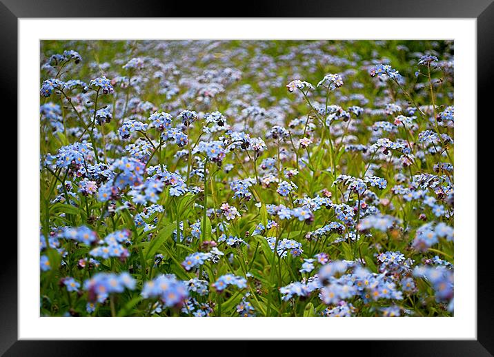 Forget me Not Framed Mounted Print by Scott  Paul