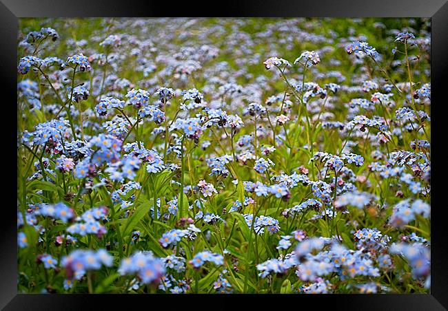 Forget me Not Framed Print by Scott  Paul