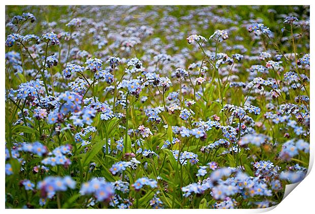 Forget me Not Print by Scott  Paul