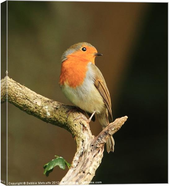 Robin on a branch Canvas Print by Debbie Metcalfe