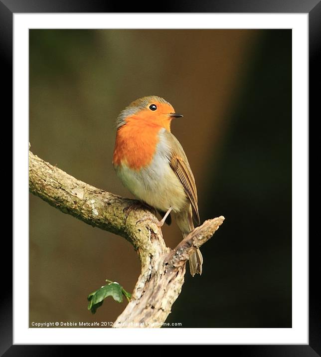 Robin on a branch Framed Mounted Print by Debbie Metcalfe