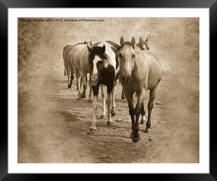 American Quarter Horse Herd in Sepia Framed Mounted Print by Betty LaRue
