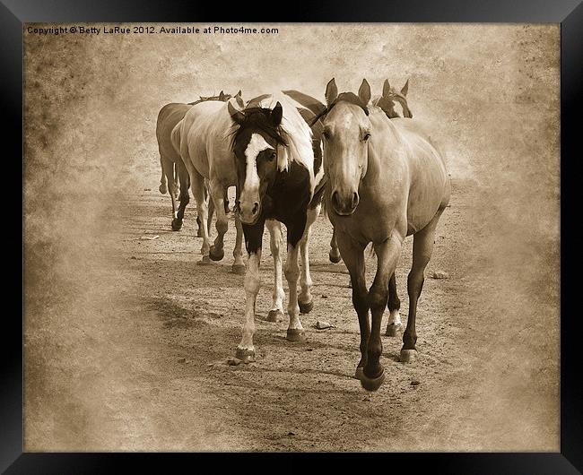 American Quarter Horse Herd in Sepia Framed Print by Betty LaRue