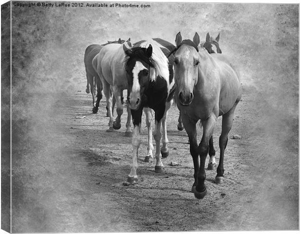 Quarter Horse Herd in Black and White Canvas Print by Betty LaRue