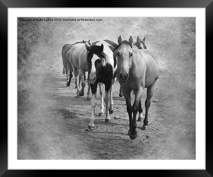 Quarter Horse Herd in Black and White Framed Mounted Print by Betty LaRue