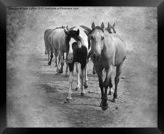 Quarter Horse Herd in Black and White Framed Print by Betty LaRue