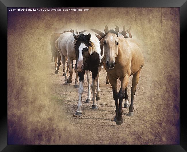 American Quarter Horse Herd Framed Print by Betty LaRue