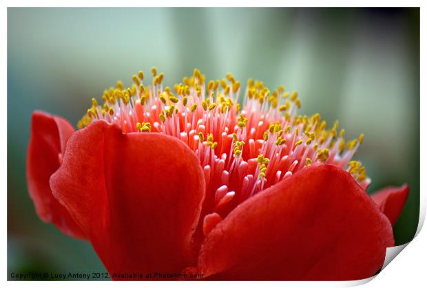 red and yellow head Print by Lucy Antony