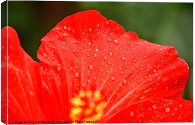 dew drop red Canvas Print by Lucy Antony