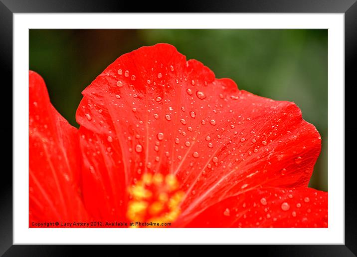 dew drop red Framed Mounted Print by Lucy Antony
