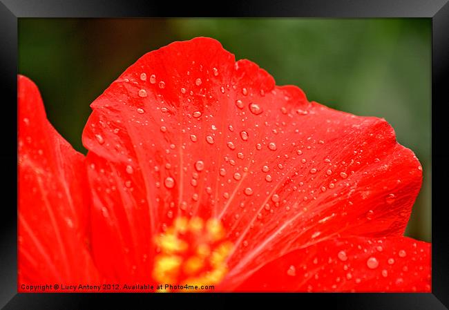 dew drop red Framed Print by Lucy Antony
