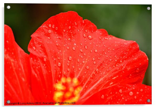 dew drop red Acrylic by Lucy Antony