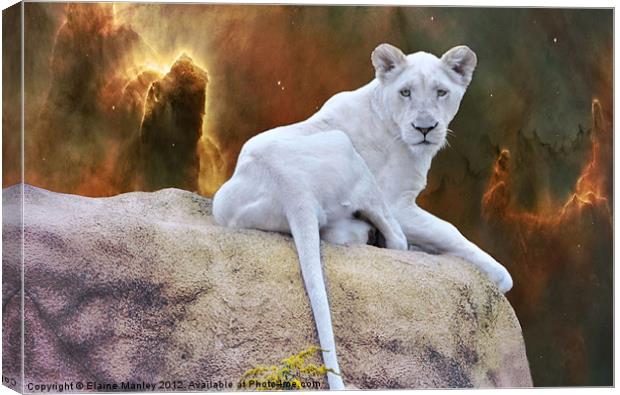 Rare White Lion      Animal Canvas Print by Elaine Manley