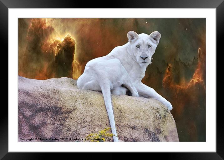Rare White Lion      Animal Framed Mounted Print by Elaine Manley