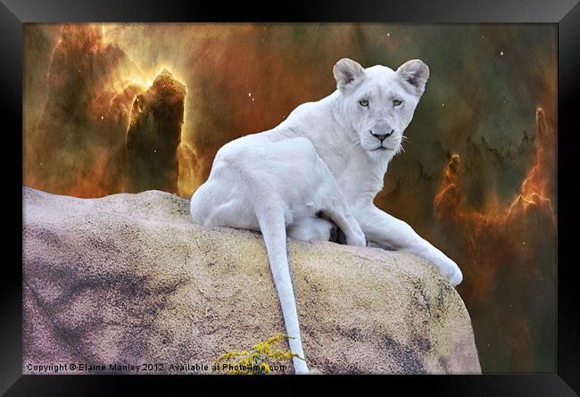 Rare White Lion      Animal Framed Print by Elaine Manley