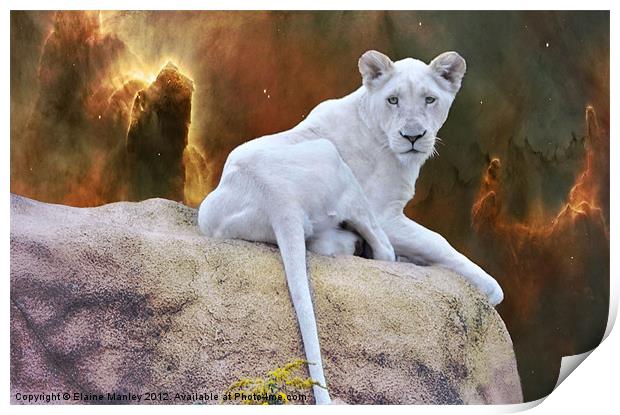 Rare White Lion      Animal Print by Elaine Manley