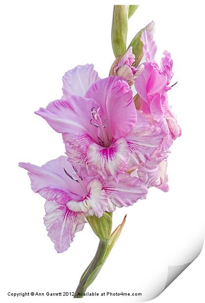 Pink Gladiolus Print by Ann Garrett