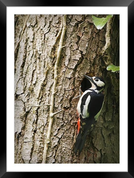 GREAT SPOTTED WOODPECKER Framed Mounted Print by Anthony R Dudley (LRPS)