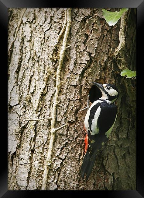 GREAT SPOTTED WOODPECKER Framed Print by Anthony R Dudley (LRPS)