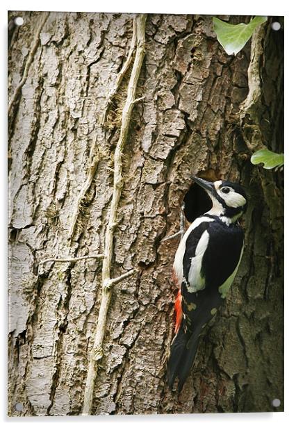 GREAT SPOTTED WOODPECKER Acrylic by Anthony R Dudley (LRPS)