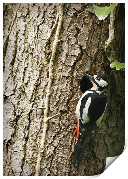 GREAT SPOTTED WOODPECKER Print by Anthony R Dudley (LRPS)