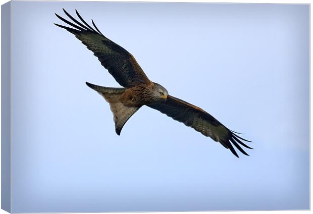 RED KITE #1 Canvas Print by Anthony R Dudley (LRPS)