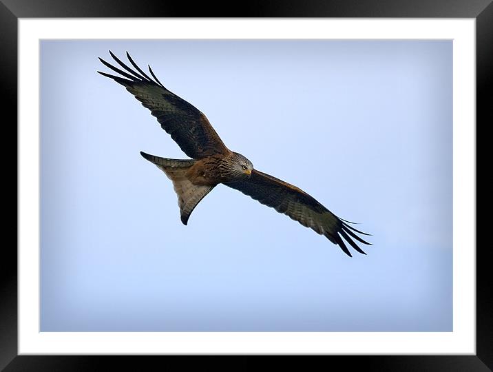 RED KITE #1 Framed Mounted Print by Anthony R Dudley (LRPS)